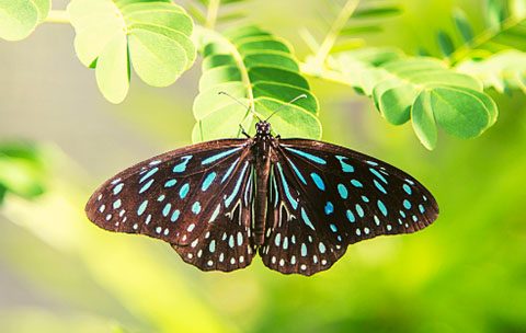 Butterfly on the tree