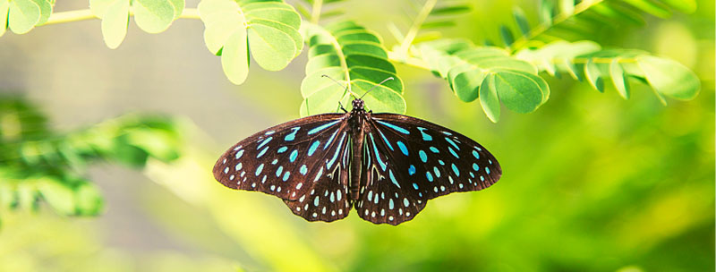 Butterfly on the tree