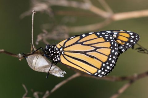 Butterfly on the tree