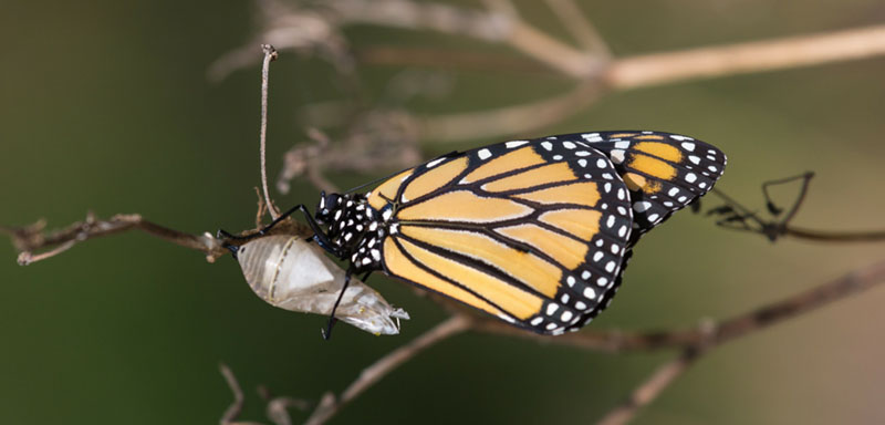 Butterfly on the tree