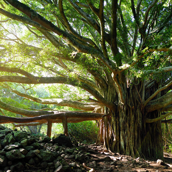 large tree