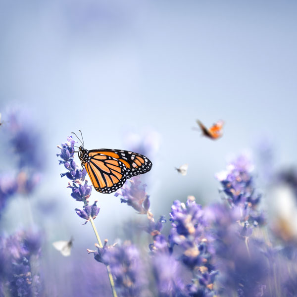 OmmaniCenter-1201252148